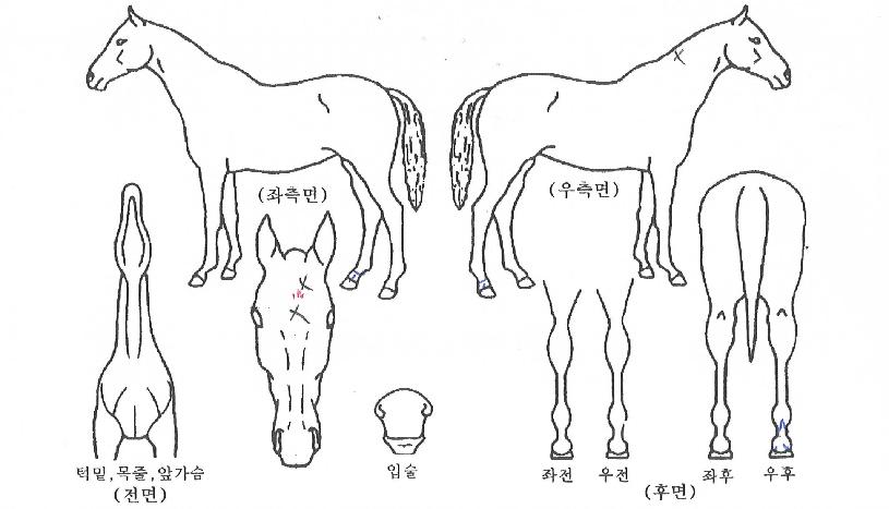 ´Þ·Á¶óÁ¸ÀÇ Ãø¸é,¿ì¸é,µÞ¸é,µÎ»ó,´Ù¸®ÀÇ Æ¯Â¡µµÇØ