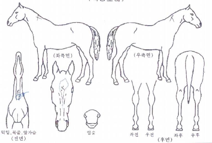 ����è�Ǿ��� ����,���,�޸�,�λ�,�ٸ��� Ư¡����