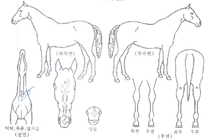 ¼±ÍÆ÷ÀÎÆ®ÀÇ Ãø¸é,¿ì¸é,µÞ¸é,µÎ»ó,´Ù¸®ÀÇ Æ¯Â¡µµÇØ