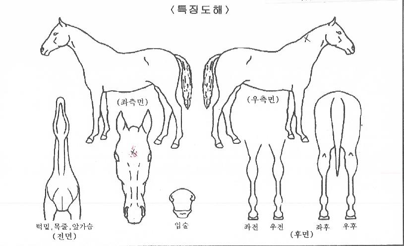 õµÕ¿À¸§ÀÇ Ãø¸é,¿ì¸é,µÞ¸é,µÎ»ó,´Ù¸®ÀÇ Æ¯Â¡µµÇØ