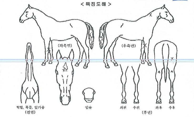 ��û���� ����,���,�޸�,�λ�,�ٸ��� Ư¡����