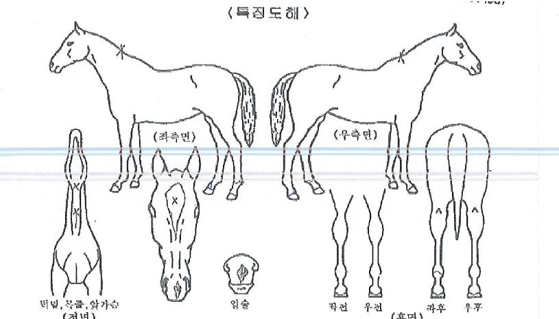 ÇØÇǹͽºÀÇ Ãø¸é,¿ì¸é,µÞ¸é,µÎ»ó,´Ù¸®ÀÇ Æ¯Â¡µµÇØ