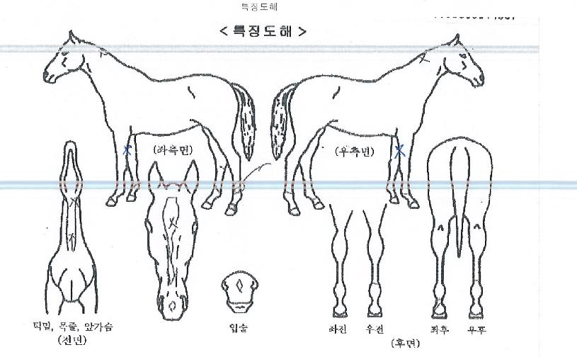 ±×¸°¹éÀÇ Ãø¸é,¿ì¸é,µÞ¸é,µÎ»ó,´Ù¸®ÀÇ Æ¯Â¡µµÇØ