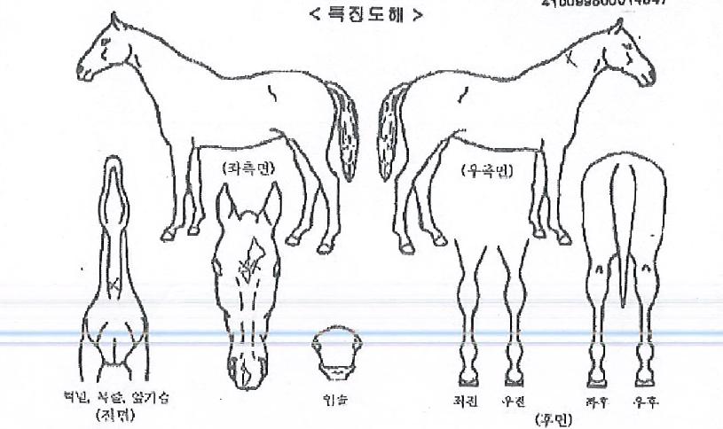 ¸Þ´Ï¿¡À̽ºÀÇ Ãø¸é,¿ì¸é,µÞ¸é,µÎ»ó,´Ù¸®ÀÇ Æ¯Â¡µµÇØ