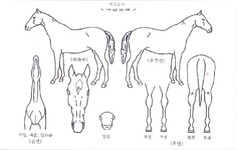 ����Į������ ����,���,�޸�,�λ�,�ٸ��� Ư¡����