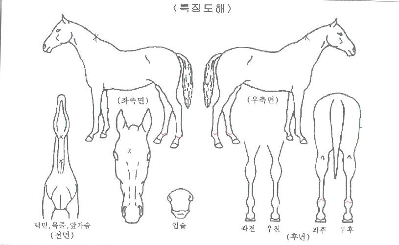 ��´��÷����� ����,���,�޸�,�λ�,�ٸ��� Ư¡����