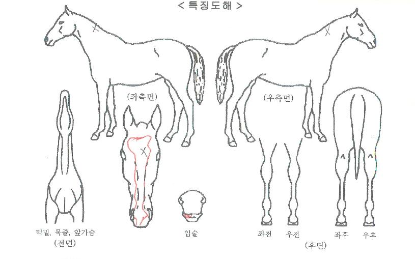 �ӽ�Ʈ���� ����,���,�޸�,�λ�,�ٸ��� Ư¡����