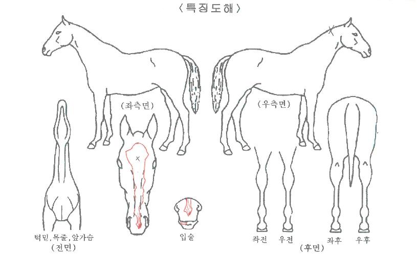 �׷������� ����,���,�޸�,�λ�,�ٸ��� Ư¡����