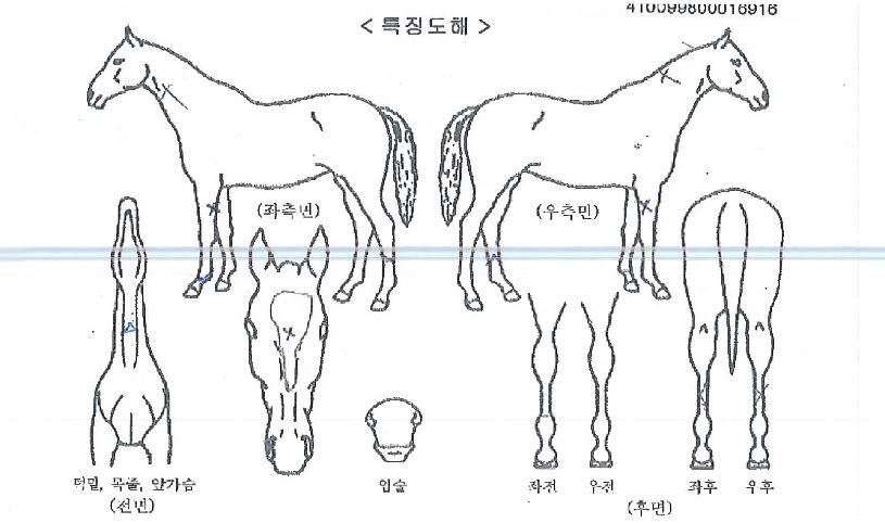 �ǿ�������Ű�� ����,���,�޸�,�λ�,�ٸ��� Ư¡����