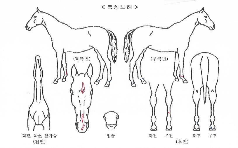 ���̸����� ����,���,�޸�,�λ�,�ٸ��� Ư¡����