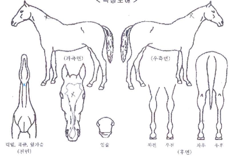 ��ī���������� ����,���,�޸�,�λ�,�ٸ��� Ư¡����