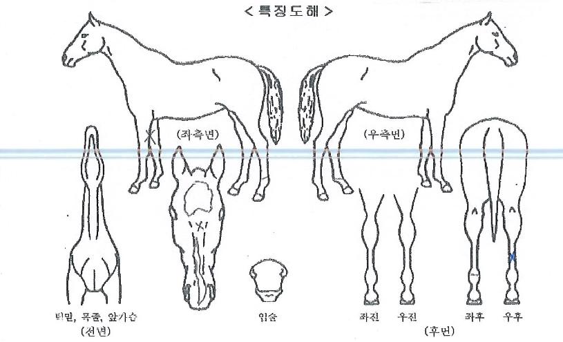 ť�ǵ������ ����,���,�޸�,�λ�,�ٸ��� Ư¡����