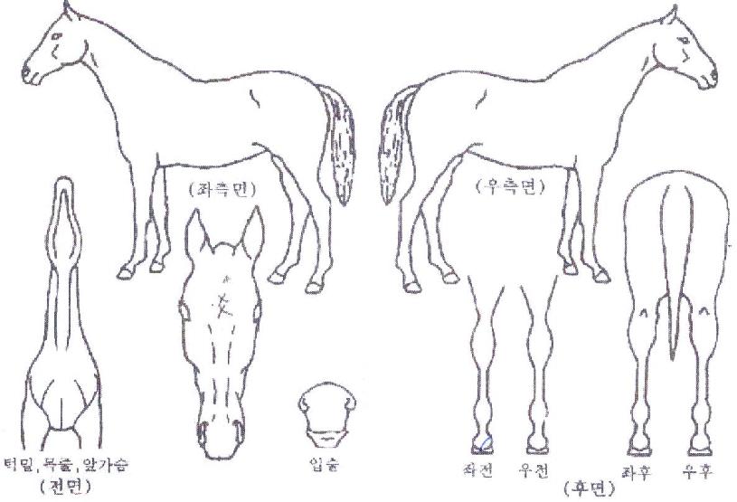 Àº¼º¿µ¿õÀÇ Ãø¸é,¿ì¸é,µÞ¸é,µÎ»ó,´Ù¸®ÀÇ Æ¯Â¡µµÇØ