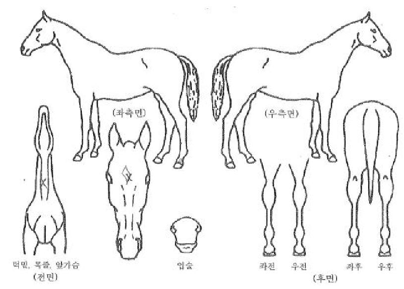 ���������ƽ��� ����,���,�޸�,�λ�,�ٸ��� Ư¡����