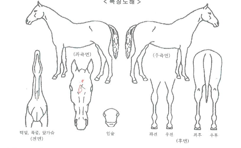 �׷���Ʈĸƾ�� ����,���,�޸�,�λ�,�ٸ��� Ư¡����