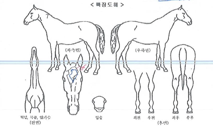 ÇÇ¿£¿¡½º°ñµåÀÇ Ãø¸é,¿ì¸é,µÞ¸é,µÎ»ó,´Ù¸®ÀÇ Æ¯Â¡µµÇØ