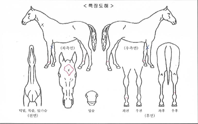 ÁúÁÖ´ë¼¼ÀÇ Ãø¸é,¿ì¸é,µÞ¸é,µÎ»ó,´Ù¸®ÀÇ Æ¯Â¡µµÇØ
