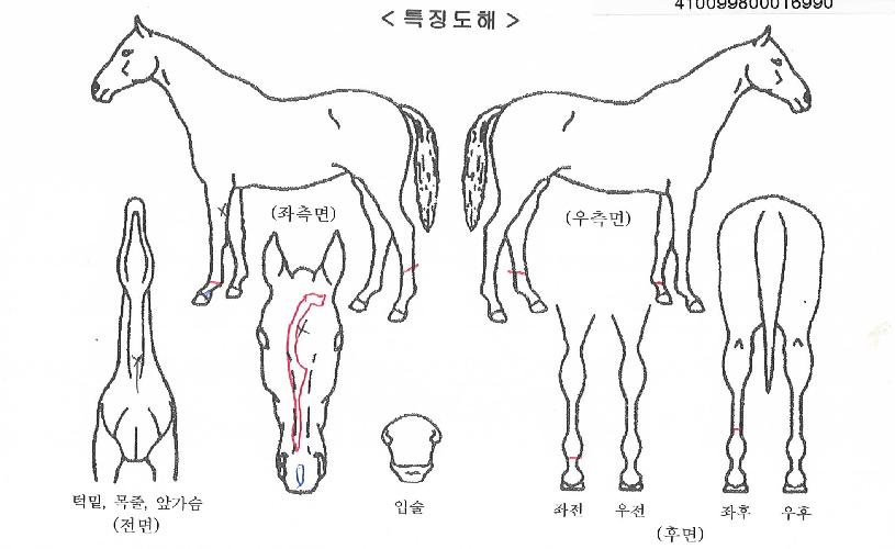 ÇÁ¶óÀ̵å¸ÕÀÇ Ãø¸é,¿ì¸é,µÞ¸é,µÎ»ó,´Ù¸®ÀÇ Æ¯Â¡µµÇØ