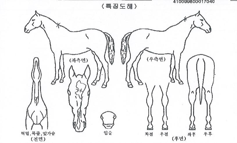 ÁúÁÖÀÇÄÀÇ Ãø¸é,¿ì¸é,µÞ¸é,µÎ»ó,´Ù¸®ÀÇ Æ¯Â¡µµÇØ