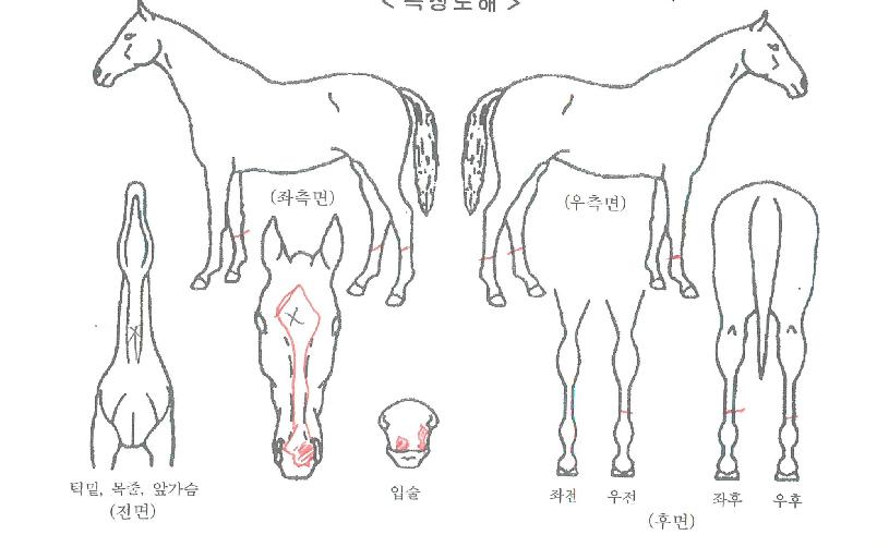 °¡µð¾ð¿£Á©ÀÇ Ãø¸é,¿ì¸é,µÞ¸é,µÎ»ó,´Ù¸®ÀÇ Æ¯Â¡µµÇØ