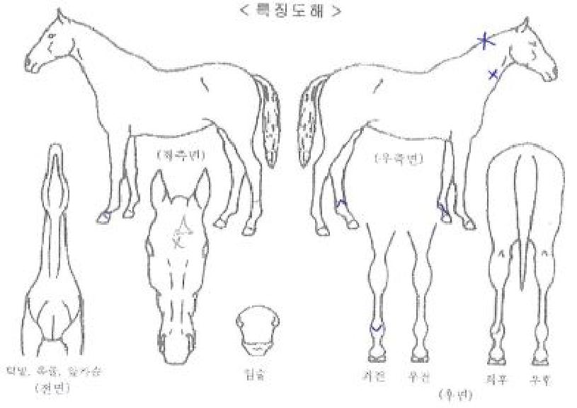 ���ֽϾ����� ����,���,�޸�,�λ�,�ٸ��� Ư¡����