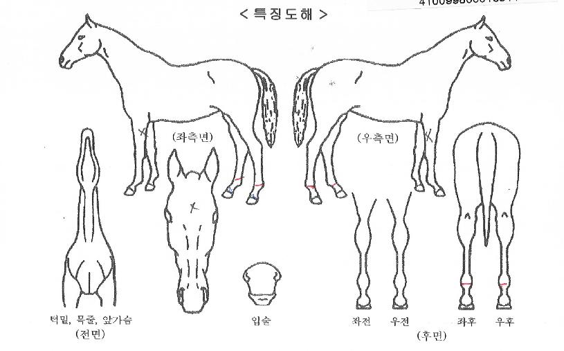 ÇÇ¿£¿¡½ººôÀÇ Ãø¸é,¿ì¸é,µÞ¸é,µÎ»ó,´Ù¸®ÀÇ Æ¯Â¡µµÇØ