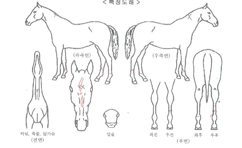 ���������� ����,���,�޸�,�λ�,�ٸ��� Ư¡����