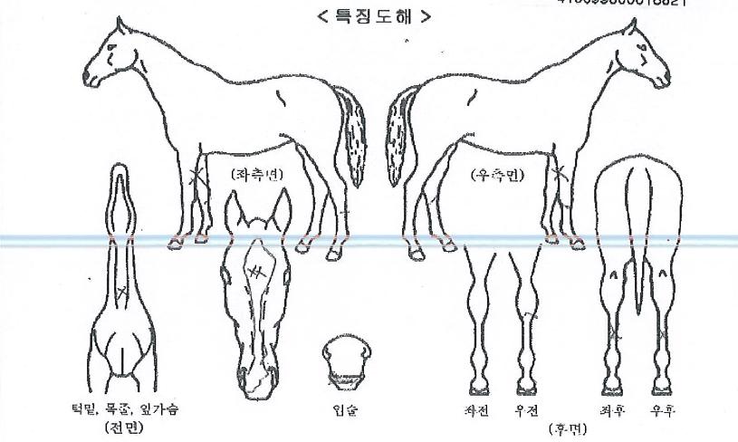 ���򱤾��� ����,���,�޸�,�λ�,�ٸ��� Ư¡����