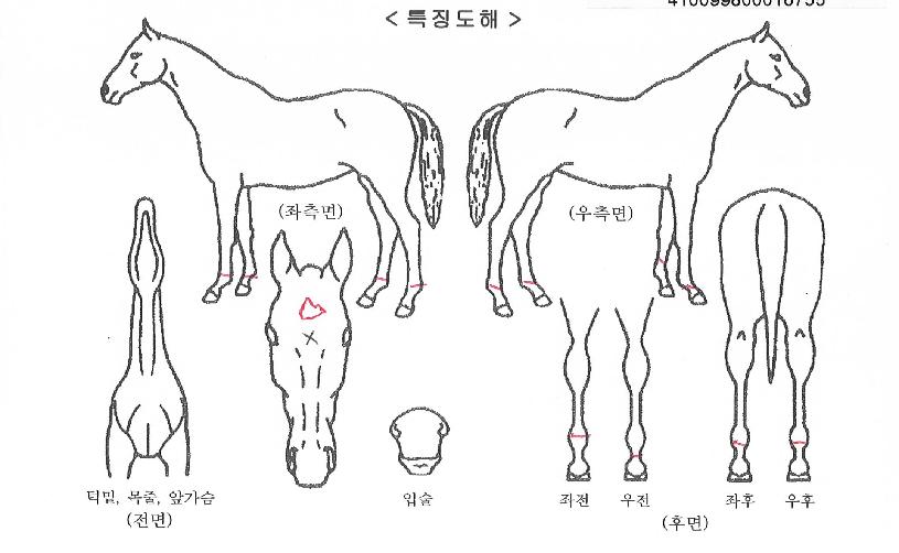 ÆÛÇÿùµåÀÇ Ãø¸é,¿ì¸é,µÞ¸é,µÎ»ó,´Ù¸®ÀÇ Æ¯Â¡µµÇØ