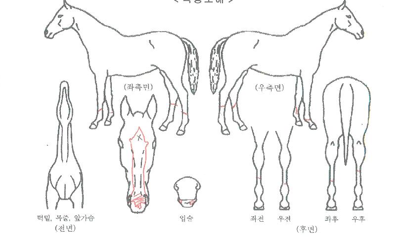 ¸ð´×¹ÂÁîÀÇ Ãø¸é,¿ì¸é,µÞ¸é,µÎ»ó,´Ù¸®ÀÇ Æ¯Â¡µµÇØ