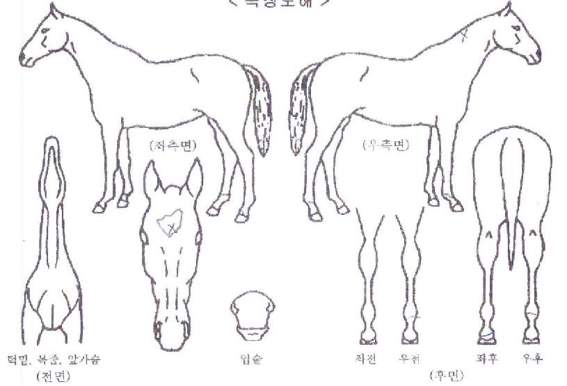 �ϳ�õ���� ����,���,�޸�,�λ�,�ٸ��� Ư¡����