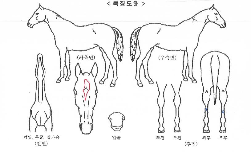 �ǿ��������� ����,���,�޸�,�λ�,�ٸ��� Ư¡����