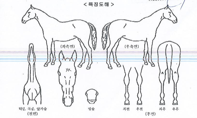 ���ø�Ʈ��Ű�� ����,���,�޸�,�λ�,�ٸ��� Ư¡����