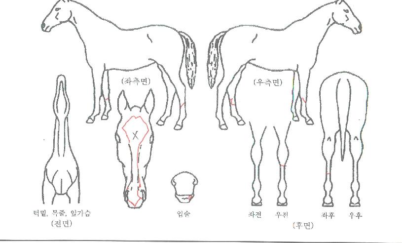 ¸ÅÁ÷Ä·ÇÁÀÇ Ãø¸é,¿ì¸é,µÞ¸é,µÎ»ó,´Ù¸®ÀÇ Æ¯Â¡µµÇØ