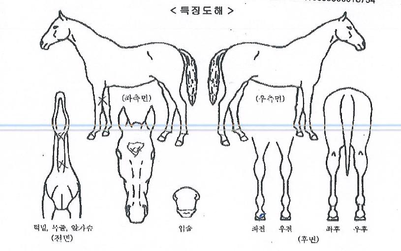 ´ºÃ»ÆÄÀÇ Ãø¸é,¿ì¸é,µÞ¸é,µÎ»ó,´Ù¸®ÀÇ Æ¯Â¡µµÇØ