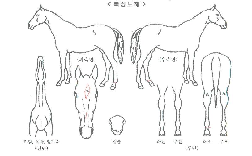 ¸®´õÇöóÀ×ÀÇ Ãø¸é,¿ì¸é,µÞ¸é,µÎ»ó,´Ù¸®ÀÇ Æ¯Â¡µµÇØ