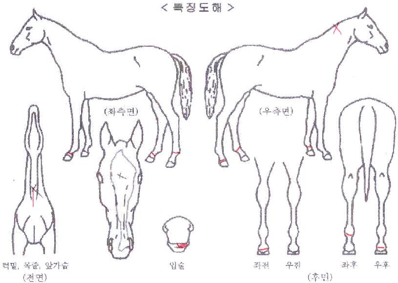 �����÷��� ����,���,�޸�,�λ�,�ٸ��� Ư¡����