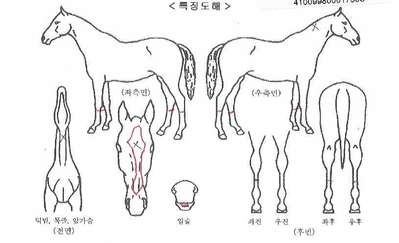 ±×·¹ÀÌÅ丣ÀÇ Ãø¸é,¿ì¸é,µÞ¸é,µÎ»ó,´Ù¸®ÀÇ Æ¯Â¡µµÇØ