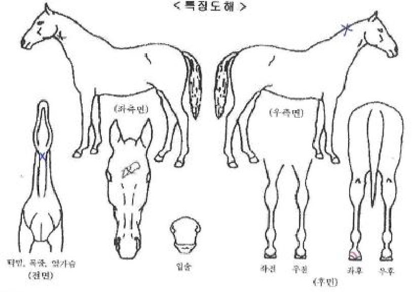 ���������� ����,���,�޸�,�λ�,�ٸ��� Ư¡����