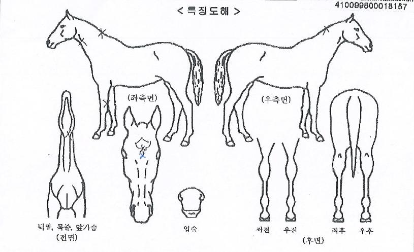 ����Ƽ�帲�� ����,���,�޸�,�λ�,�ٸ��� Ư¡����