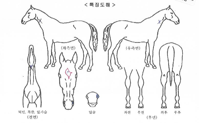 ����ó׸��� ����,���,�޸�,�λ�,�ٸ��� Ư¡����
