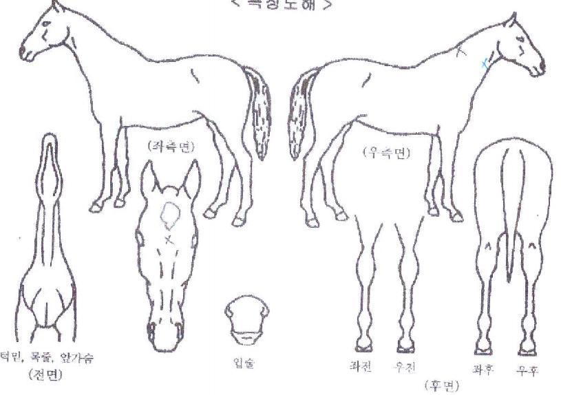 ¸Ç¿Àºê´õ½ºÅ¸ÀÇ Ãø¸é,¿ì¸é,µÞ¸é,µÎ»ó,´Ù¸®ÀÇ Æ¯Â¡µµÇØ