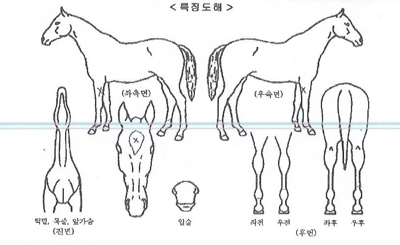 ���Ƴ��� ����,���,�޸�,�λ�,�ٸ��� Ư¡����