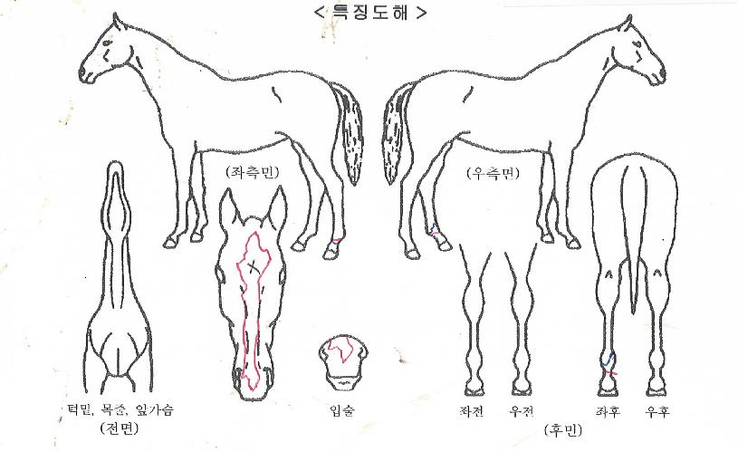 �ǿ��������� ����,���,�޸�,�λ�,�ٸ��� Ư¡����