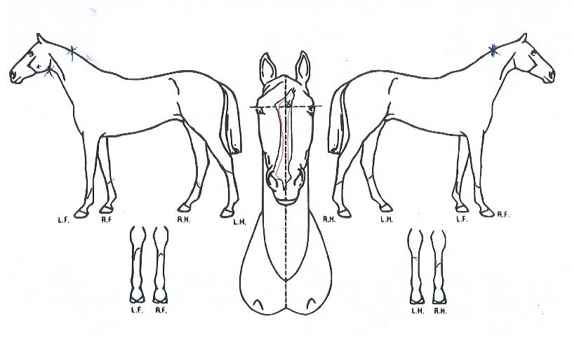 ¸¶ÀÌÆ¼Ä¨ÀÇ Ãø¸é,¿ì¸é,µÞ¸é,µÎ»ó,´Ù¸®ÀÇ Æ¯Â¡µµÇØ