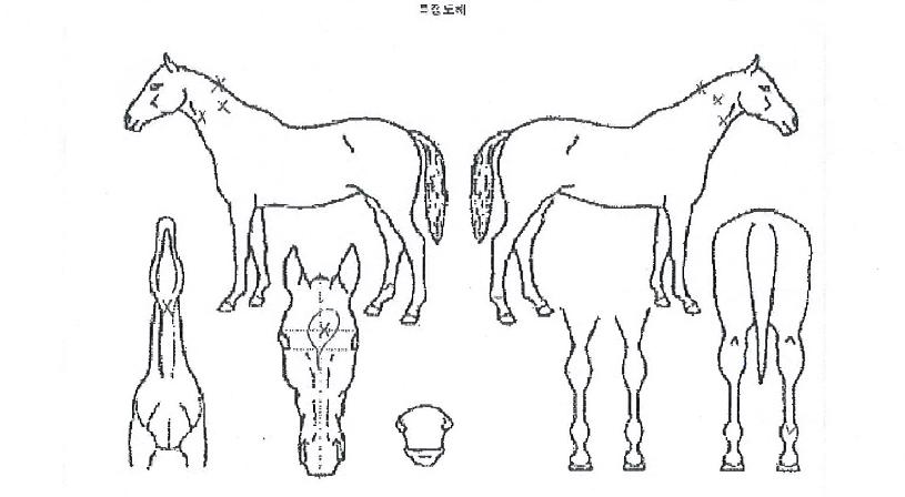 Èñ¸Á¿ö¸®¾îÀÇ Ãø¸é,¿ì¸é,µÞ¸é,µÎ»ó,´Ù¸®ÀÇ Æ¯Â¡µµÇØ