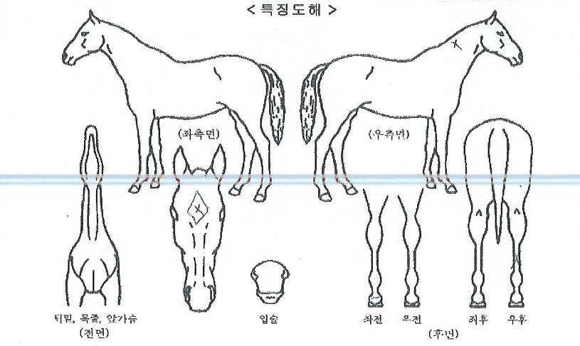 Ŭ·¹¾îÆÄ¿öÀÇ Ãø¸é,¿ì¸é,µÞ¸é,µÎ»ó,´Ù¸®ÀÇ Æ¯Â¡µµÇØ