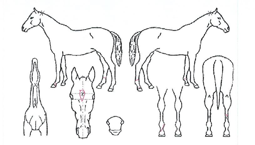 ��������� ����,���,�޸�,�λ�,�ٸ��� Ư¡����