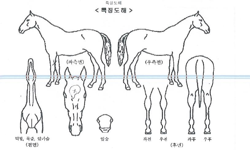 �ױ���Ÿ�� ����,���,�޸�,�λ�,�ٸ��� Ư¡����