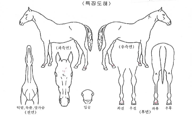 ´ÚÅÍÄíÄíÀÇ Ãø¸é,¿ì¸é,µÞ¸é,µÎ»ó,´Ù¸®ÀÇ Æ¯Â¡µµÇØ